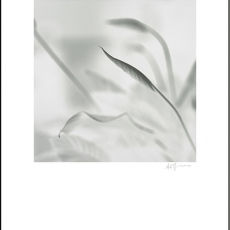 Peace Lilly