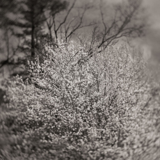 Small Kingdoms 6 © by Ralph Mercer