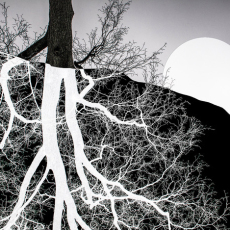 Roots Rising  © by Bill Clark