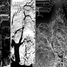 The Energy of All Things  © by Bill Clark