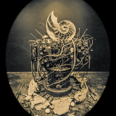 Nautilus © by Walter Crump