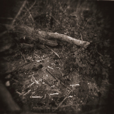 Carcass Bones © by Dennie Stein