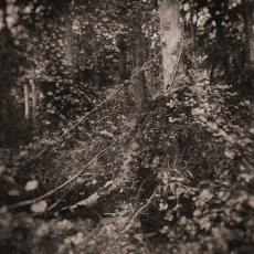 Trees Along a Trail © by Dennis Stein