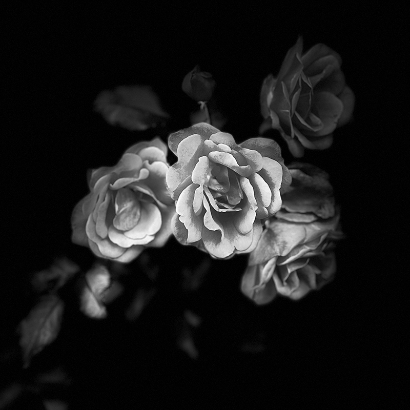 Roses in the Dark #1