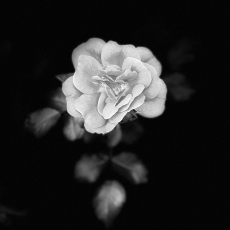 Roses in the Dark #2
