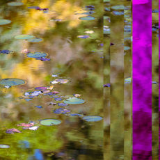 Fall Foliage Waterlilies with Glitches © by Barbara Crane