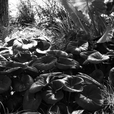 © by Milicent Fambrough