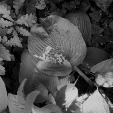 Hosta Ivy & Oak © by Kristie Gardiner
8" x 10"  $350