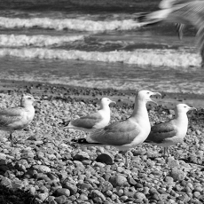 © by Donald Johnson