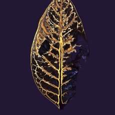 Gold and Purple Leaf