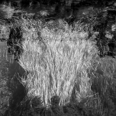 Pond Grasses
