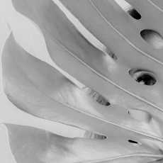 Untitled (self portrait)