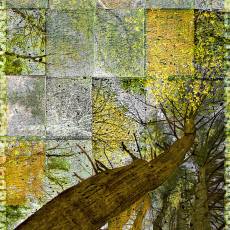 © by Anne McNevin21" x 29"  $500