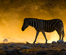 Morning Trek to Water