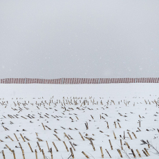 Winter Cornfield