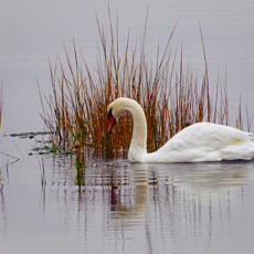 Swan Moments