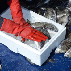 Jumunjin Fish Auction #4
