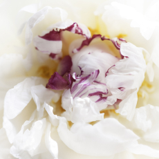 Peony in White