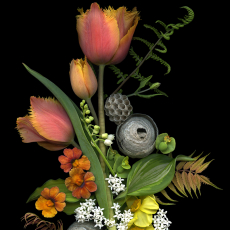Tulip and Hornet Nest Medley
