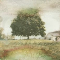 Farm Tree © by Martha Wakefield
