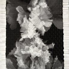 Petal Echos © by  Sandi Daniel