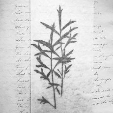 Cursive © by  Gail Samuelson