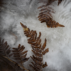 4  © by Lisa Redburn