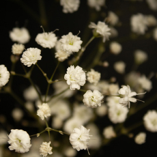 Revelation © by Crystal Reyes