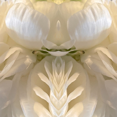 Balanced Beauty © by Bill Clark