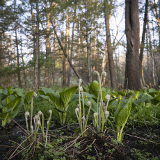 Morning Wetlands in Lincoln II