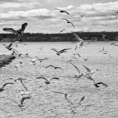 P-3 © by Donald Johnson