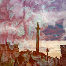 Pink overT rafalgar © by Marcy Cohen