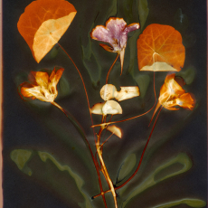 Nasturtium ©by Jay Phyfer