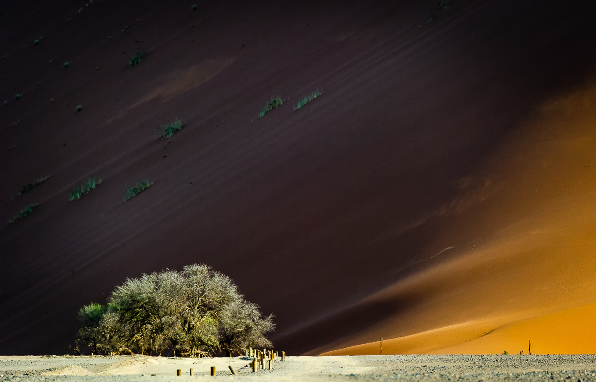 "Adaptation" © Paul M Murray "Adaptation" © Paul M Murray