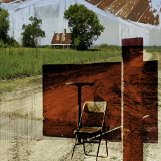 Cane Field © by Bill Gore