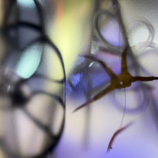 XX Wheel © by Julia Shepley
