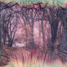 Woodland Path © by Martha Wakefield