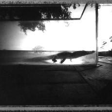 Road side Alligator © by David Walega