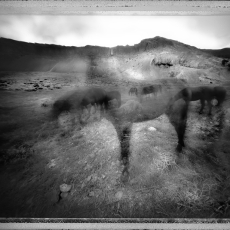 Ghost Horse, Western Washington © by David Walega