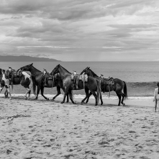 Line Up by Sindy Knap