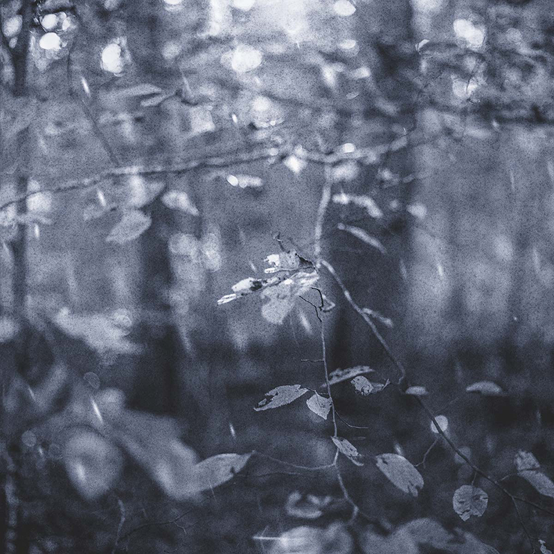 Morning Rain Morning Rain