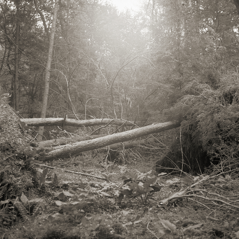 Fallen Trees 1 Fallen Trees 1