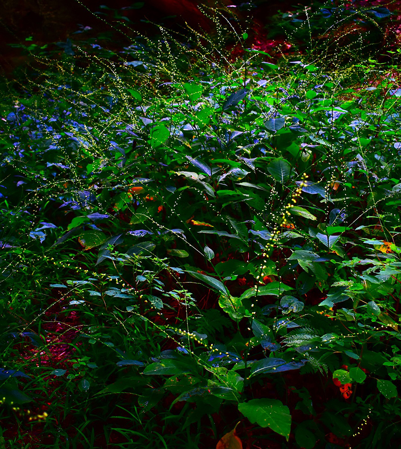 Buttercup Meadow Buttercup Meadow