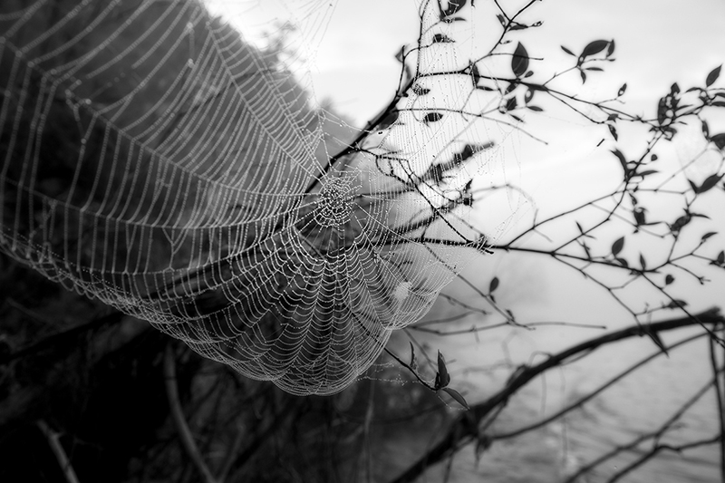 Raindrops on Barberry Raindrops on Barberry