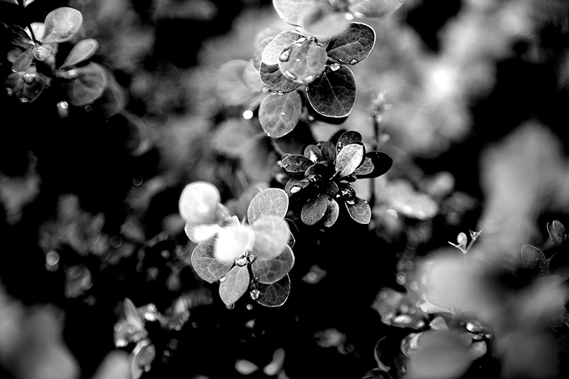 Raindrops on Barberry Raindrops on Barberry