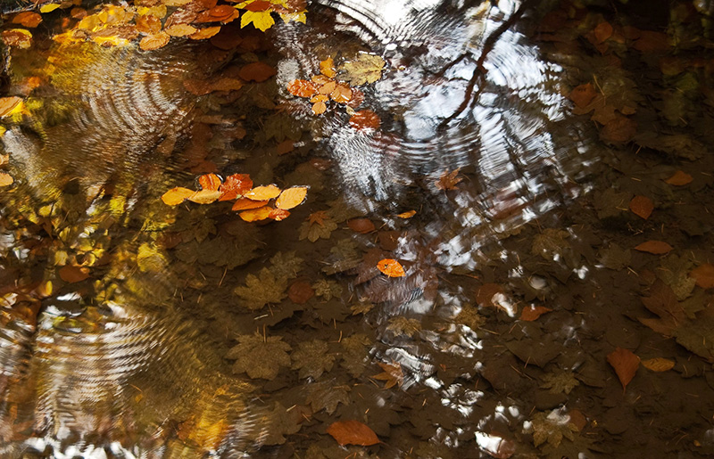 Dancing Rain Dancing Rain