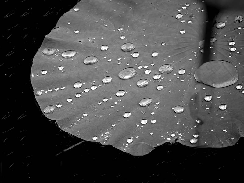 After the Rain After the Rain