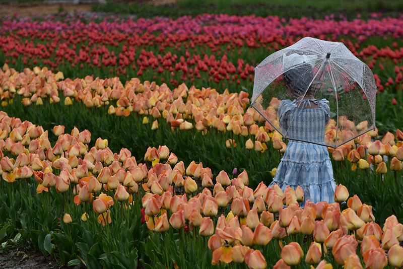 April Showers bring... April Showers bring...