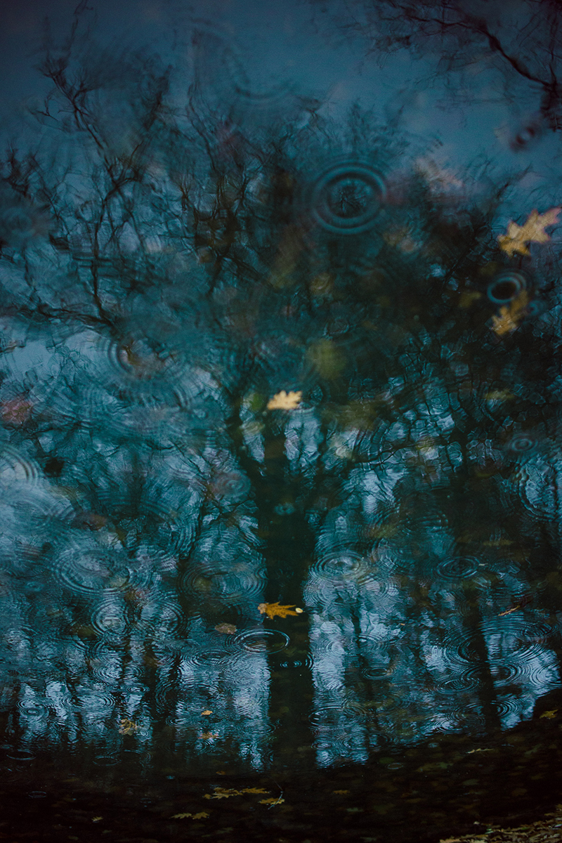 Tree, Columbus Park Tree, Columbus Park