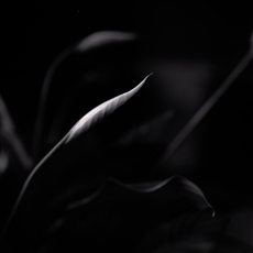 Peace Lily Project-The Print